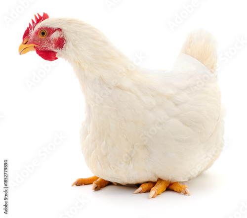 White chicken sitting isolated on white background