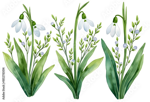 Colorful watercolor illustration of snowdrop flowers blooming in spring with green leaves and delicate details