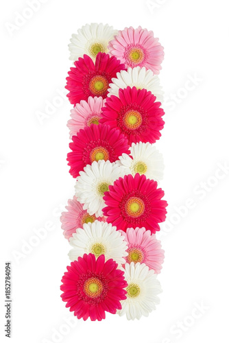 Vibrant Gerbera Daisies in Pink and White Colors