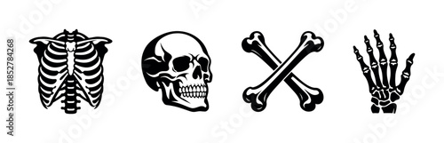 Skeleton anatomy set, skull and bones, flat vector illustration