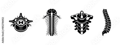 Human spine anatomy, vertebrae, skeletal system, flat vector illustration