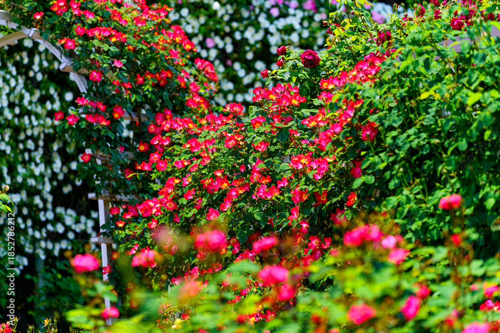 Fototapeta premium バラが咲き誇る美しいアーチと花園