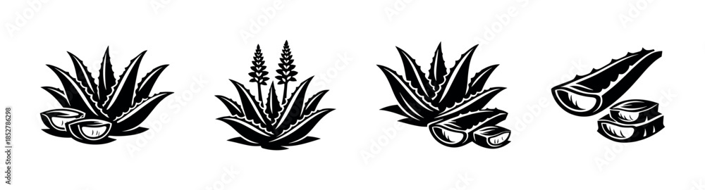 Obraz premium Aloe vera plant, flat vector illustration with leaf, gel, and slice details