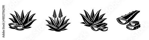 Aloe vera plant, flat vector illustration with leaf, gel, and slice details