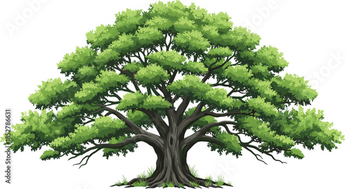 Magnificent Ancient Green Oak Tree Vector Illustration with Wide Spreading Canopy and Strong Trunk, Isolated on White Background for Nature Designs