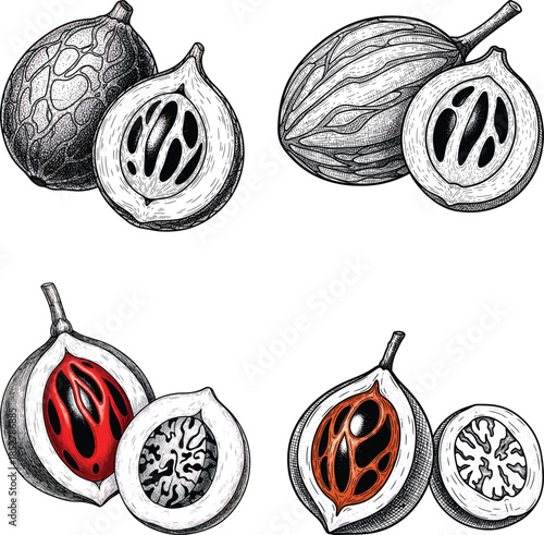 Nutmeg With Seed Food Illustration Set Etching Engraving Style Botanical Spice Vintage Hand Drawn Black White