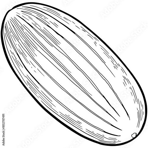 Black and white illustration of a melon against a white background