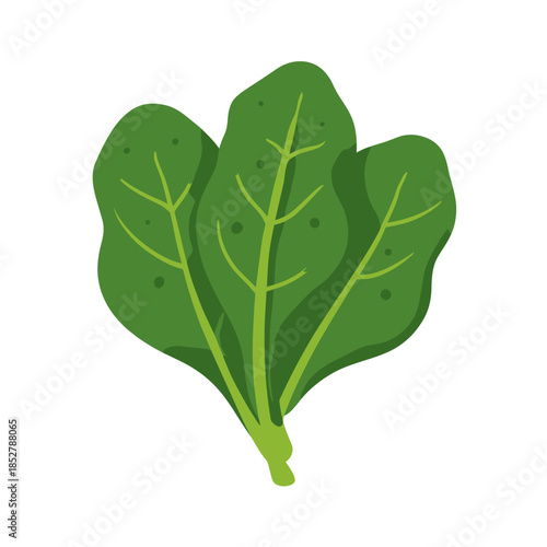 Fresh green spinach leaves illustration isolated on white background