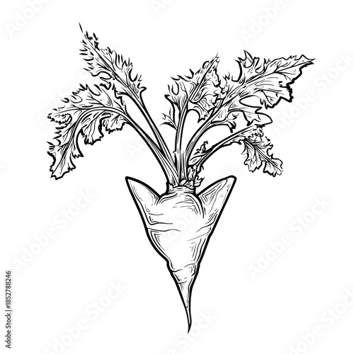 Detailed hand drawn illustration of a sugar beet plant isolated on white
