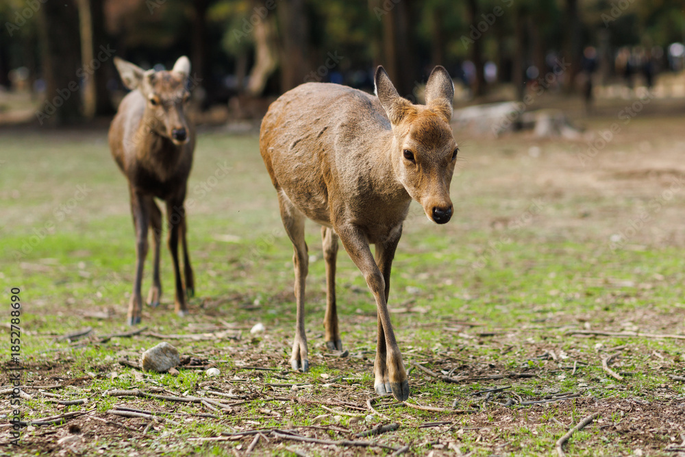 Fototapeta premium Deer Grazing in a Sunlit Forest: Peaceful Wildlife Moment in Rustic Woods. Nara City, Japan