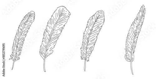 Hand-drawn feather illustration with elegant line art. Vintage sketch design featuring detailed plume in black ink, perfect for tattoo or decorative project. Vector doodle sketch feather isolated.