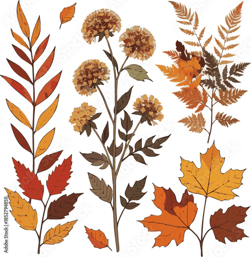 Create a kinds of deferent Composition of plants and flowers in autumn, vector art with white background.