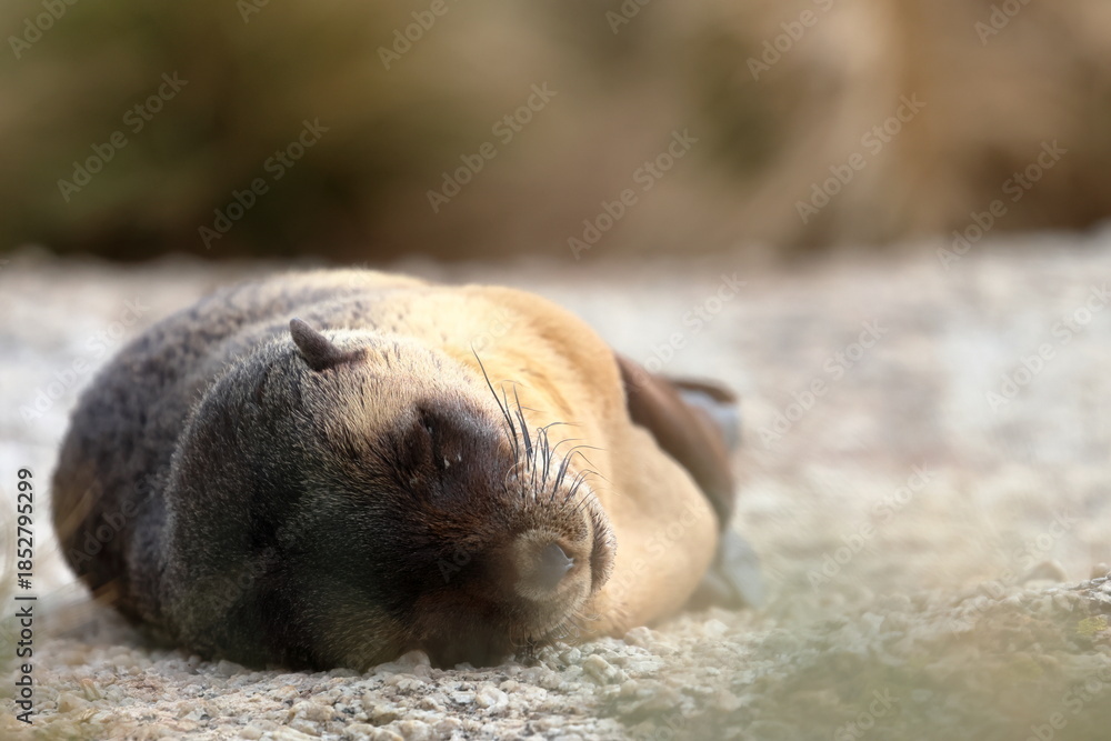 Fototapeta premium australian fur seal