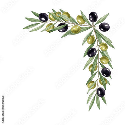 Mediterranean Olive Branch Corner Frame Illustration - Green Black Fruit Border Vector Design with Leaves for Food Labels, Logos, Invitations, Clipart | Isolated Transparent Background