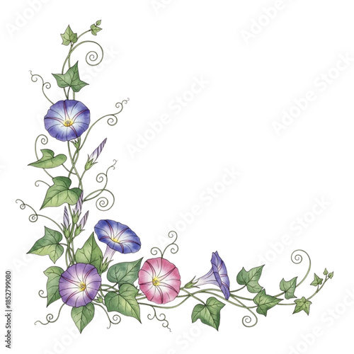 Colorful Morning Glory Vine Corner Frame Illustration - Purple Pink Blue Floral Border Vector Design for Invitations, Gardens, Logos, Clipart | Isolated Transparent Background