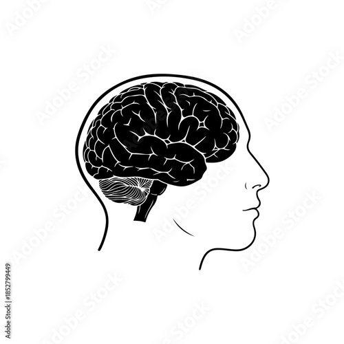 Human brain profile outline isolated on transparent background