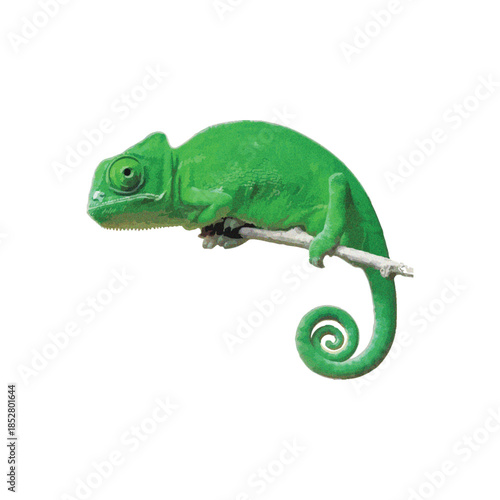 A vibrant green chameleon perched on a curled branch viewed from the side in a natural outdoor setting