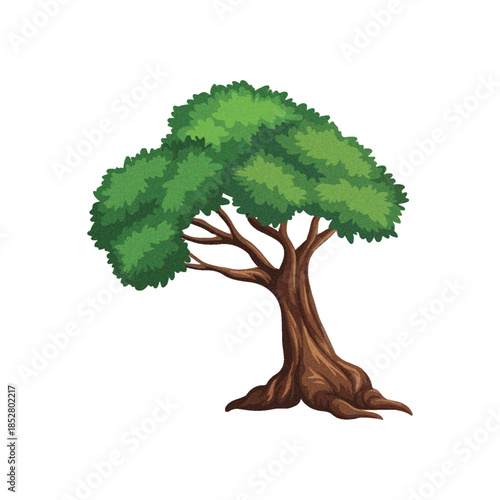 A majestic, old-growth tree with a thick trunk and lush green canopy against a white background