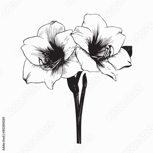Amaryllis Vector Images. Black and White Amaryllis Vector Images