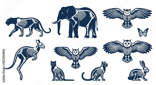 Collection of animal skeleton illustrations on white background vector