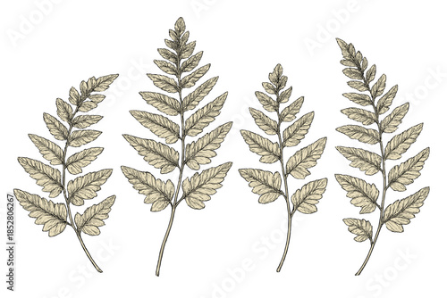 Four detailed etchings of fern fronds on a textured brown background
