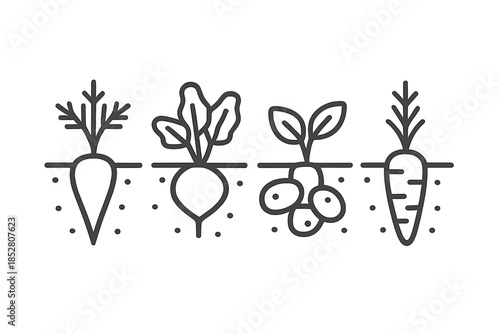 Root Vegetables Growing in Soil