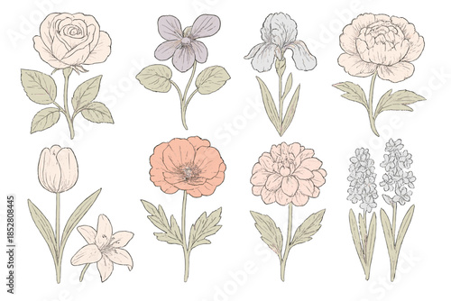 Vintage Botanical Flower Illustrations