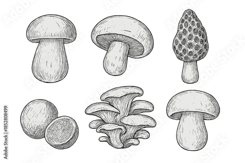 Collection of Hand-Drawn Mushrooms