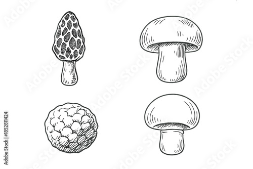 Set of Four Hand-Drawn Mushrooms on a Gradient Background