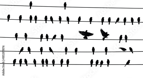 Silhouette of multiple birds perched on power lines against a white background vector