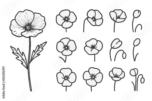 Collection of Hand-Drawn Poppy Flowers