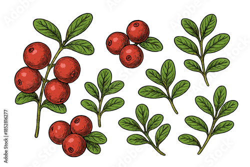 Vibrant red lingonberries on green branches against a dark gradient background