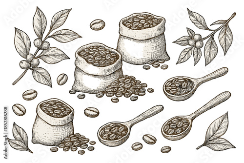 Vintage Coffee Beans and Branches Illustration