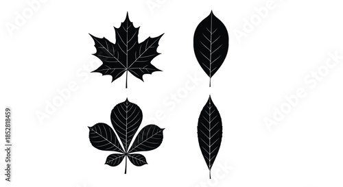 Four black leaves with white veins on white background vector