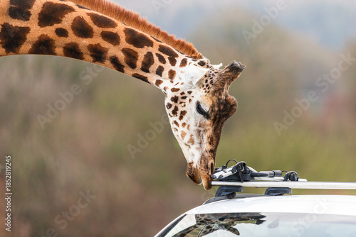 Northern giraffe inspects a car