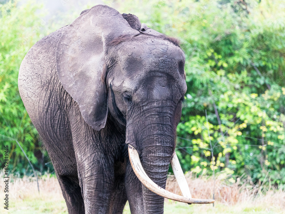 Fototapeta premium African elephant walking towards the camera