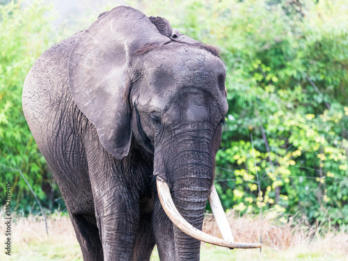 African elephant walking towards the camera