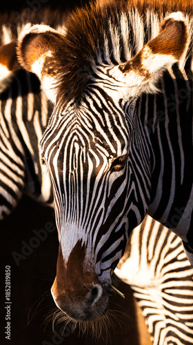 Golden light falls onto a Grevys Zebra