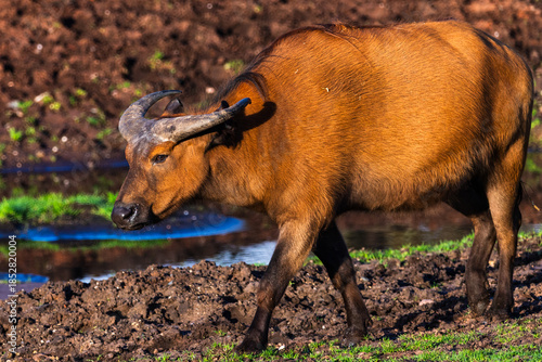Congo Buffalo in the golden light