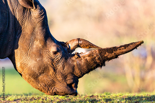 Portrait of a Southern White Rhino