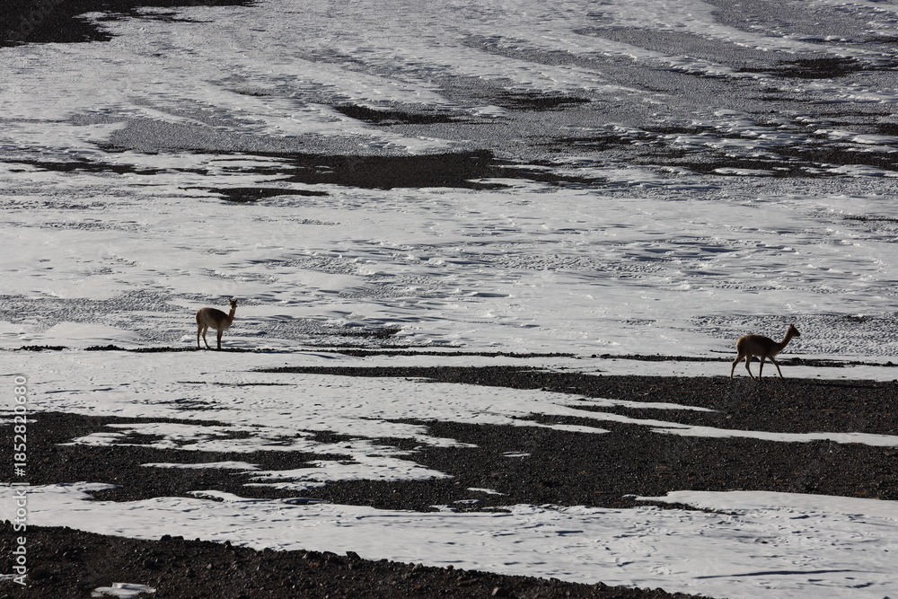 Fototapeta premium Llamas grazing in Los Flamencos National Reserve, Chile.