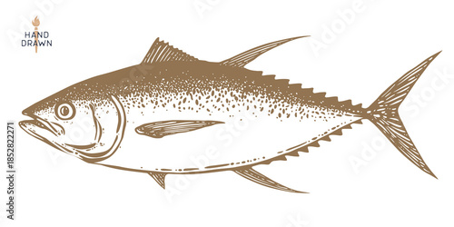 Tuna Fish, seafood, sketch. Vintage retro print, seafood tuna fish sketch, sea life, ink pencil style drawing engrave old school artwork, hand drawn. Sketch artwork tuna fish. Illustration