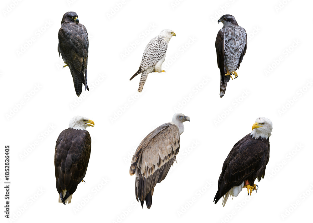 Obraz premium Set of birds of prey, eagles, hawks, and falcons isolated on white background