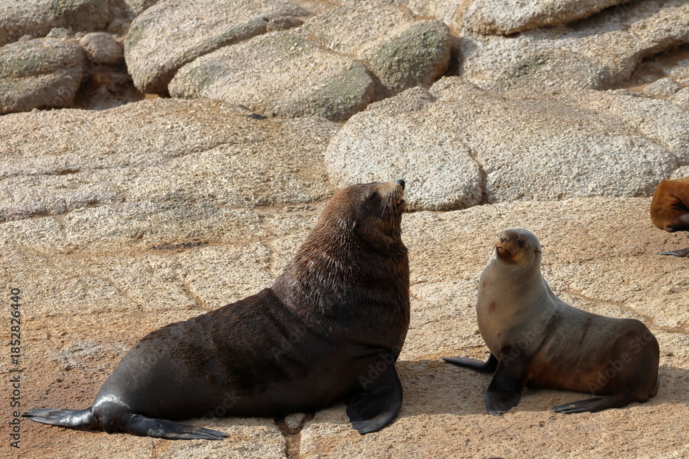 Obraz premium australian fur seal