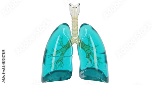 Foto Human lungs with trachea isolated PNG, realistic 3D rendering of respiratory sys