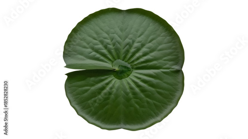 Foto Green lily pad PNG isolated on transparent background, aquatic plant for pond de