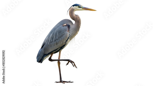Elegant great blue heron standing isolated PNG on transparent background, majestic bird with gray and blue plumage for design projects