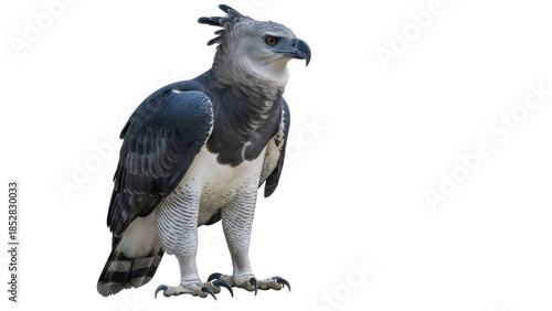Konstfotografi Majestic harpy eagle PNG isolated on transparent background, powerful raptor wit