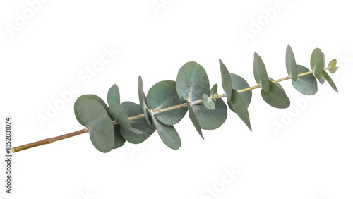 Eucalyptus branch with round leaves isolated PNG, silver dollar eucalyptus foliage on transparent background for floral design and decoration