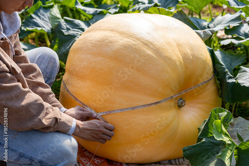 Fotografie Farmer is growing giant atlantic pumpkin for the market contest display during f